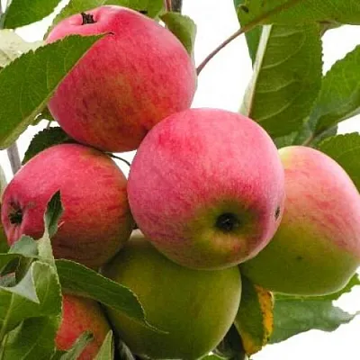 Яблоня МЕЧТА в Новокузнецке