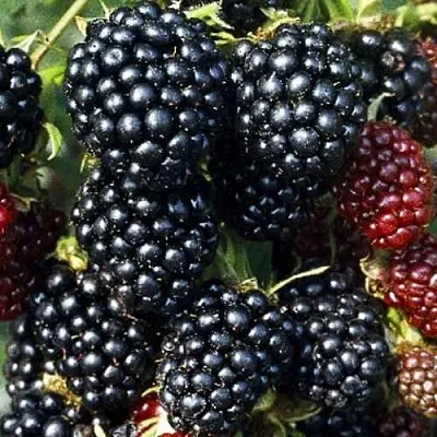 Ежевика ЭВЕРГРИН бесшипная  Ежевика ЭВЕРГРИН бесшипная в Новокузнецке