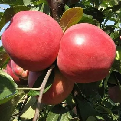 Яблоня ЗАСЛАВСКОЕ в Новокузнецке