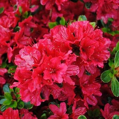 Азалия ХИНО КРИМСОН японская в Новокузнецке