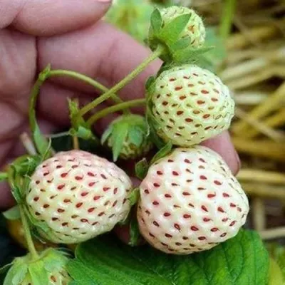 Клубника АНАНАСА ремонтантная — описание сорта Клубника АНАНАСА ремонтантная в Новокузнецке