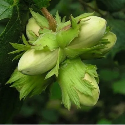 Фундук ТАМБОВСКИЙ ПОЗДНИЙ в Новокузнецке