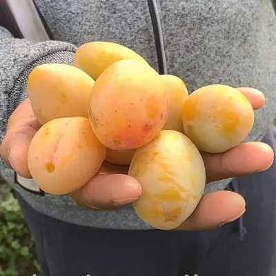 Слива ЯХОНТОВАЯ в Новокузнецке