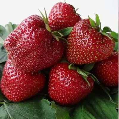 Клубника НАБИЛА  Клубника НАБИЛА в Новокузнецке