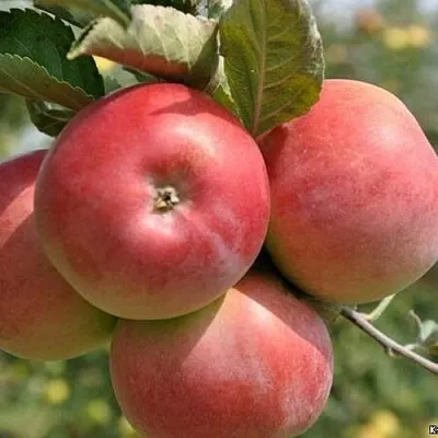 Яблоня ВЭМ-РОЗОВЫЙ в Новокузнецке