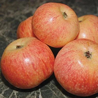 Яблоня КОНФЕТНОЕ в Новокузнецке