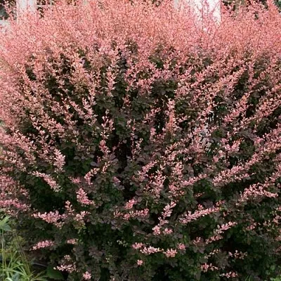 Барбарис РОУЗ ГЛОУ тунберга  Барбарис РОУЗ ГЛОУ тунберга в Новокузнецке