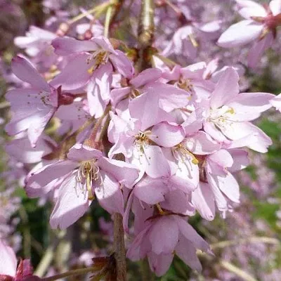 Сакура ПЕНДУЛА РУБРА  Сакура ПЕНДУЛА РУБРА в Новокузнецке