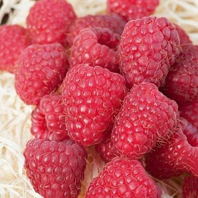 Малина МАРАСТАР  Малина МАРАСТАР в Новокузнецке