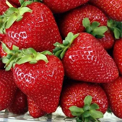 Клубника СКАЛА  Клубника СКАЛА в Новокузнецке