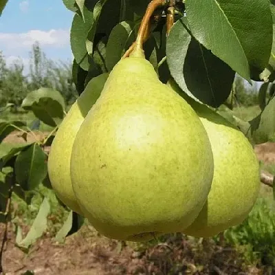 Груша МЕДОВАЯ колонновидная  Груша Медовая Колонновидная в Новокузнецке