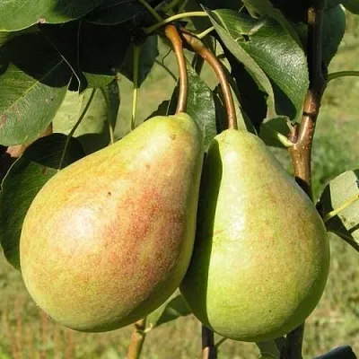 Груша ДУХМЯНАЯ  Груша ДУХМЯНАЯ в Новокузнецке