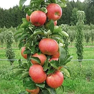 Яблоня ЯНТАРНОЕ ОЖЕРЕЛЬЕ колонновидная в Новокузнецке