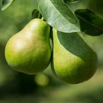 Груша Г-1 колонновидная  Груша Г-1 колонновидная в Новокузнецке