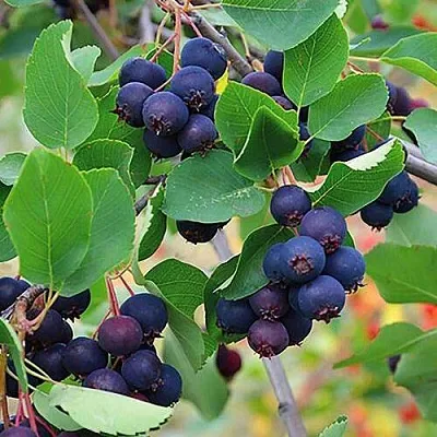 Ирга THIESSEN в Новокузнецке