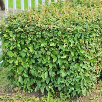 Кизильник блестящий — описание сорта Кизильник блестящий в Новокузнецке