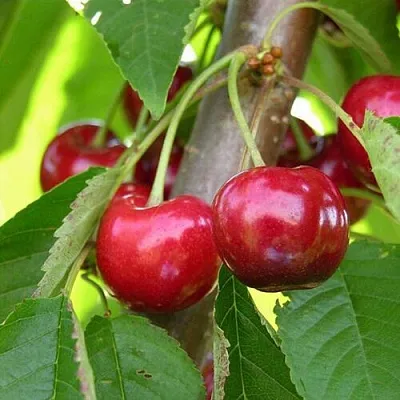 Черешня 15-26-5 в Новокузнецке