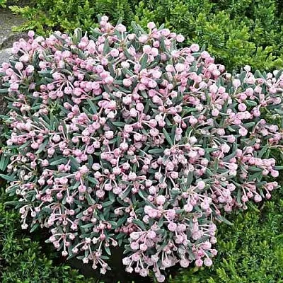 Андромеда БЛЮ АЙС многолистная в Новокузнецке