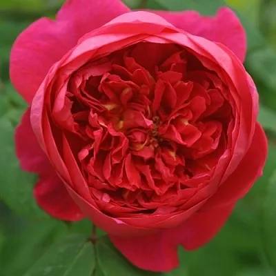 Саженцы роз БЕНДЖАМИН БРИТТЕН шраб  Саженцы роз БЕНДЖАМИН БРИТТЕН шраб в Новокузнецке