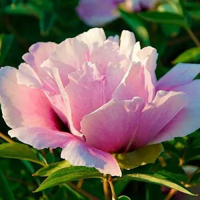 Пион ВРАТА ХРАМА древовидный   Пион ВРАТА ХРАМА древовидный  в Новокузнецке