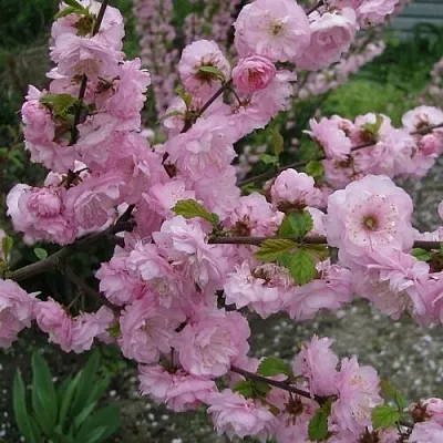 Миндаль ТРЁХЛОПАСТНЫЙ (луизеания) в Новокузнецке