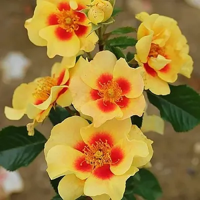 Саженцы роз АЙ ОФ ЗЕ ТАЙГЕР флорибунда  Саженцы роз АЙ ОФ ЗЕ ТАЙГЕР флорибунда в Новокузнецке