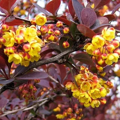 Барбарис СУПЕРБА оттавский   Барбарис СУПЕРБА оттавский  в Новокузнецке