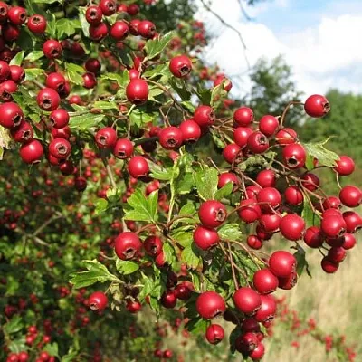 Боярышник ЗБИГНЕВ  Боярышник ЗБИГНЕВ в Новокузнецке