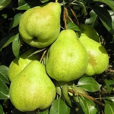 Груша АВГУСТОВСКАЯ РОСА  Груша АВГУСТОВСКАЯ РОСА в Новокузнецке