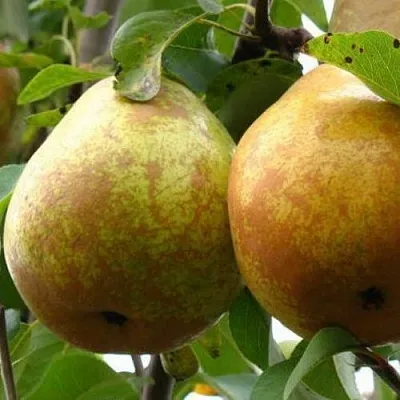 Груша БЕЛОРУСКА  Груша БЕЛОРУСКА в Новокузнецке