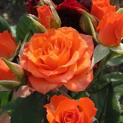 Саженцы роз АЛЕГРИЯ спрей  Саженцы роз АЛЕГРИЯ спрей в Новокузнецке