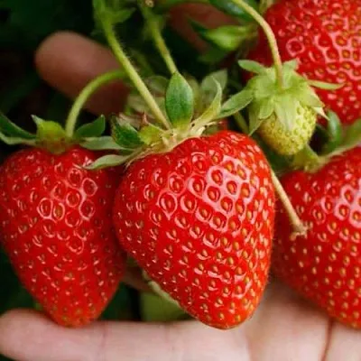 Клубника ПОРТОЛА ремонтантная  Клубника ПОРТОЛА ремонтантная в Новокузнецке