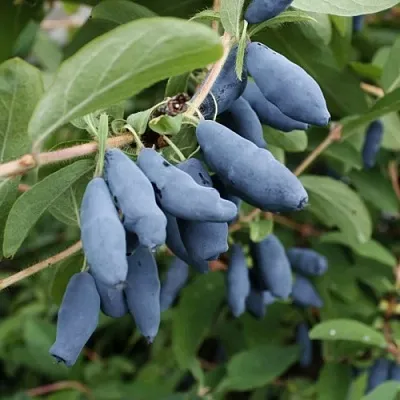 Жимолость съедобная ТОМИ японская  Жимолость съедобная ТОМИ японская в Новокузнецке