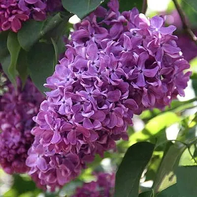 Сирень КАПИТАН ГАСТЕЛЛО  Сирень КАПИТАН ГАСТЕЛЛО в Новокузнецке