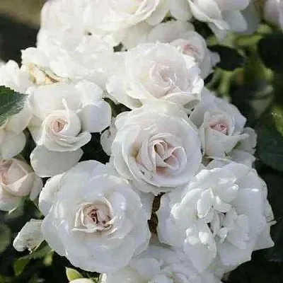 Саженцы роз АСПИРИН флорибунда  Саженцы роз АСПИРИН флорибунда в Новокузнецке