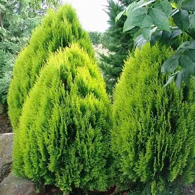 Туя восточная в Новокузнецке