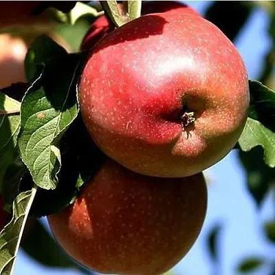 Яблоня АНТЕЙ КИЕВСКИЙ колонновидная в Новокузнецке