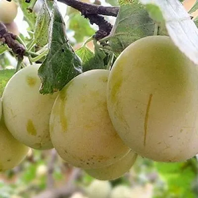 Слива УТРО в Новокузнецке