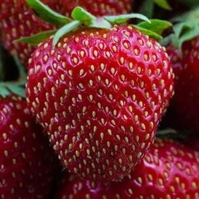 Клубника НАНДИ  Клубника НАНДИ в Новокузнецке