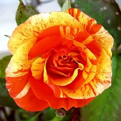 Саженцы роз АПЕЛЬСИН И ЛИМОН флорибунда  Саженцы роз АПЕЛЬСИН И ЛИМОН флорибунда в Новокузнецке