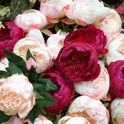 Пионы в Новокузнецке