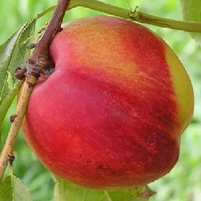 Нектарин СТАРК РЕД ГОЛД в Новокузнецке