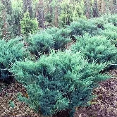 Можжевельник БЛЮ ДАНУБ казацкий  Можжевельник БЛЮ ДАНУБ казацкий в Новокузнецке