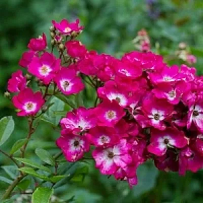 Саженцы роз МАРДЖОРИ ФЕЙР полиантовая  Саженцы роз МАРДЖОРИ ФЕЙР полиантовая в Новокузнецке