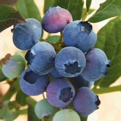 Голубика ОСОРНО — описание сорта Голубика ОСОРНО в Новокузнецке