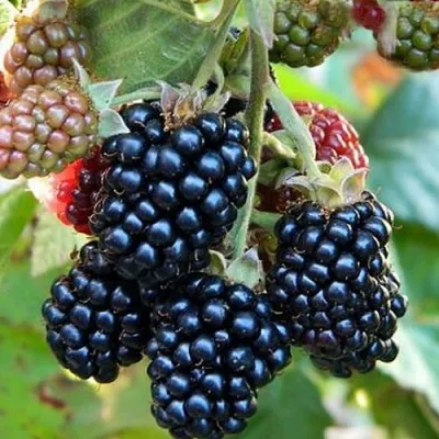 Ежевика ОУАЧИТА бесшипная — описание сорта Ежевика ОУАЧИТА бесшипная в Новокузнецке