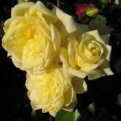 Саженцы роз КАЗИНО плетистая  Саженцы роз КАЗИНО плетистая в Новокузнецке