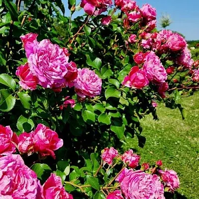 Саженцы роз ИНЕС САСТР плетистая  Саженцы роз ИНЕС САСТР плетистая в Новокузнецке