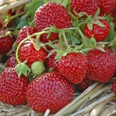 Клубника ЗЕНГА-ЗЕНГАНА  Клубника ЗЕНГА-ЗЕНГАНА в Новокузнецке