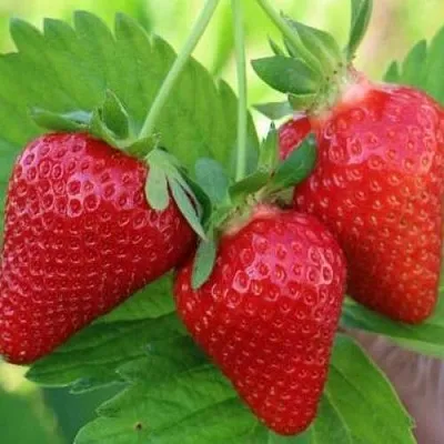 Клубника КЛОДИЯ  Клубника КЛОДИЯ в Новокузнецке